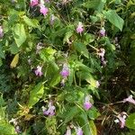 Impatiens balfourii Blad