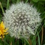 Taraxacum campylodes Плід