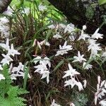 Dendrobium moniliforme Habit