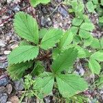 Fragaria virginiana Folla