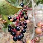 Ardisia compressa Fruit