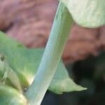 Lactuca muralis Bark