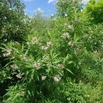 × Chitalpa tashkentensis Costuma