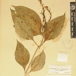 Pseuderanthemum latifolium