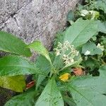 Solanum umbellatum Leaf