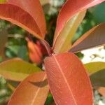 Photinia glabra Leaf