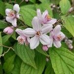 Deutzia hybrida LemoineFlower