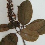 Spachea elegans Other