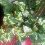 Epipremnum aureum Hoja