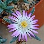 Delosperma harazianum Flor