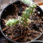 Opuntia fragilis Leaf