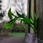 Jasminum beesianum Blad