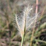 Bothriochloa barbinodis Fruit