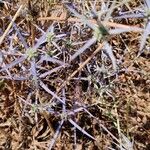 Eryngium creticum Virág