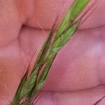 Elymus caninus Fruit