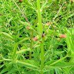 Scrophularia oblongifolia Blad