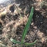 Sisymbrium orientale Blomst