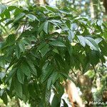 Lysidice rhodostegia Hoja