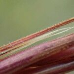 Bromus diandrus Hábitos