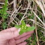 Valeriana woodsiana List