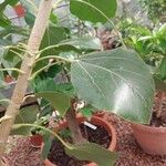 Oreopanax nymphaeifolius Hoja