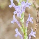 Lavandula coronopifolia Квітка