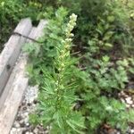 Artemisia vulgaris Blodyn