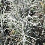 Helichrysum italicum Blatt