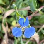 Commelina cyanea Flor