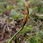 Carex uncinioides 花