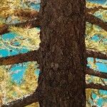 Larix occidentalis 树皮