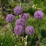 Allium giganteum Blomst