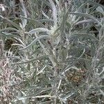 Artemisia cana Blad