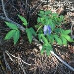 Clematis alpina Habitat