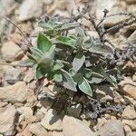 Helianthemum cinereum Folio