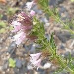 Hyssopus officinalis Flower