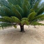 Cycas circinalisFolha