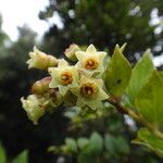 Vaccinium racemosum Flor