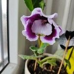 Gloxinia × donkelaariana 花