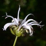 Monarda russeliana Lorea