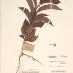 Doliocarpus guianensis Folha