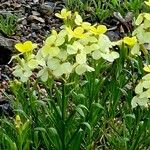 Erysimum ochroleucum Flor