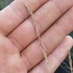 Festuca filiformis Flor