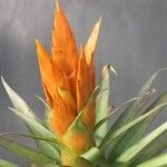 Tillandsia ponderosa Flor