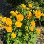 Trollius chinensis Fiore