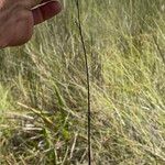 Genlisea angolensis Hábito