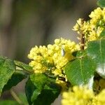 Berberis repens Feuille