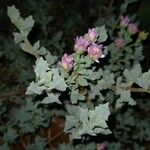 Lampranthus deltoides Flower