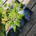 Pelargonium citronellum Blad