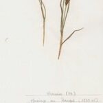 Blysmus compressus Libunga